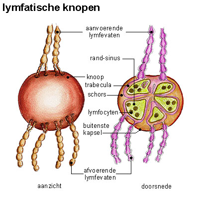 Lymfeknopen Lymfeknopen