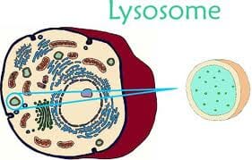 Lysosoom