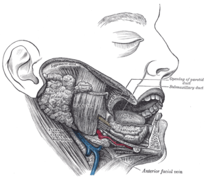 Masseter