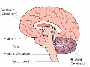 Medulla oblongata