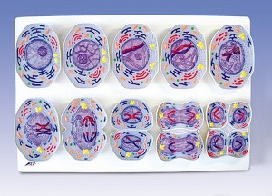 Meiose
