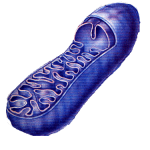 Mitochondrie