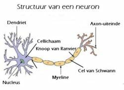 Myelineschede