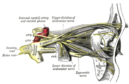 Nervus abducens