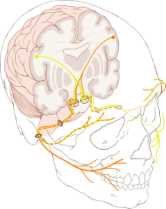 Nervus facialis