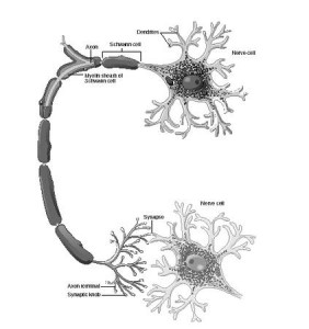 Neurotransmitter