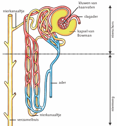 Nieren- en urinesysteem Nieren- en urinesysteem