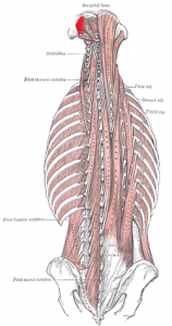 Obliquus capitis superior