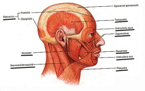 Occipitofrontalis