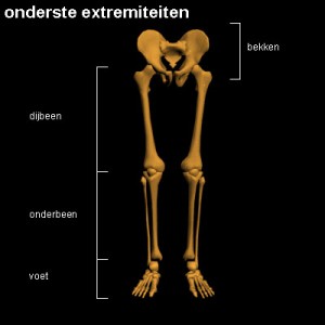 Onderste extremiteiten