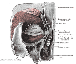 Orbicularis oculi