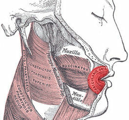 Orbicularis oris
