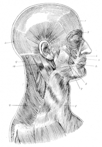 Orbicularis palpebrarum