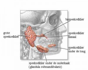 Parotis
