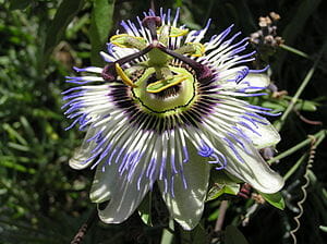 Passiebloem