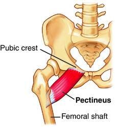 Pectineus