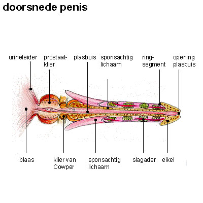Penisdoorsnede Penisdoorsnede