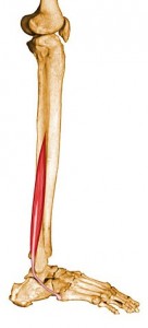 Peroneus brevis