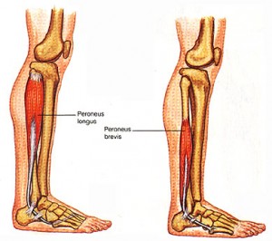 Peroneus longus