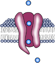 Plasmamembraan