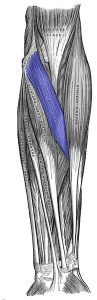 Pronator teres