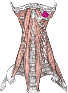 Rectus capitis lateralis