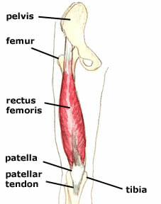 Rectus femoris