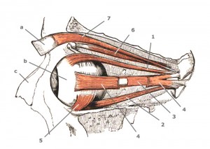 Rectus medialis