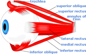 Rectus superior