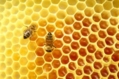 Royal Jelly