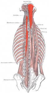Semispinalis cervicis