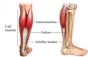 Soleus