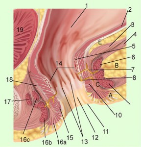 Sphincter ani internus
