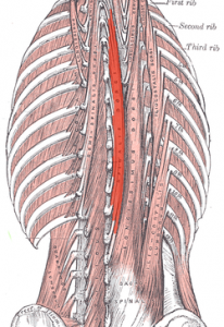 Spinalis thoracis