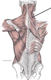 Splenius cervicis