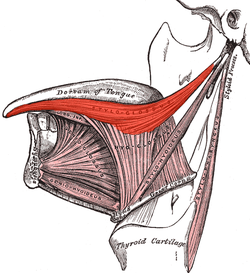 Styloglossus