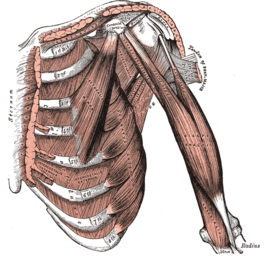 Subscapularis