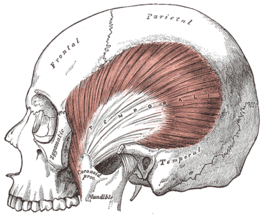 Temporalis