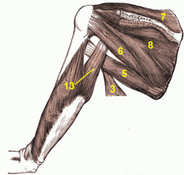 Teres minor