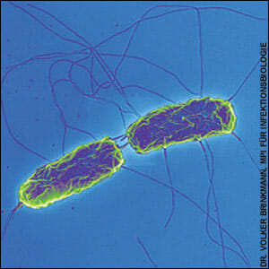 Giardia ziekte, Giardia besmetting bij de mens. Dezvoltarea de viermi paraziti