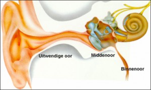 Uitwendig oor