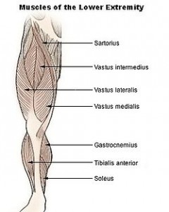 Vastus intermedius