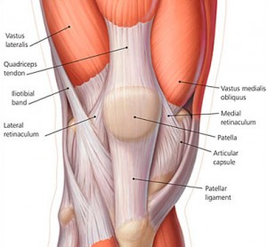 Vastus medialis