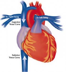 Vena Vena