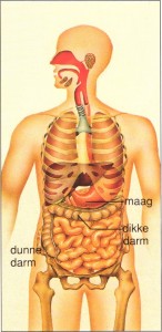 Vernauwing van de maaguitgang