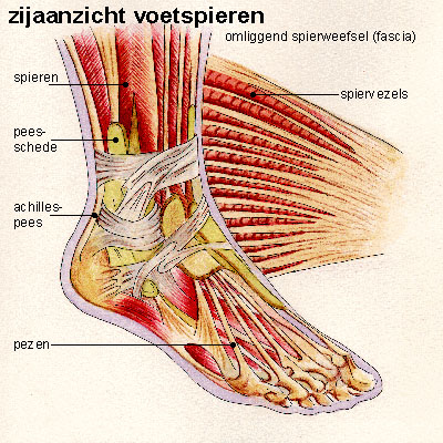 Voetmusculatuur zijkant Voetmusculatuur zijkant