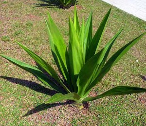 Yucca