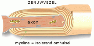 Zenuwvezels