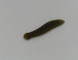 Zuigwormen