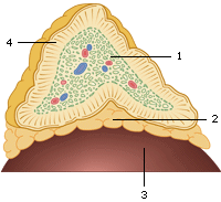 adrenogenitaal syndroom